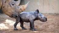 Conoce al tierno bebé rinoceronte blanco nacido en Valencia, una esperanza para la especie casi amenazada