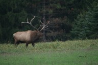 Pa. celebrating 25 years of elk hunting, amid concerns license lottery not compliant with law