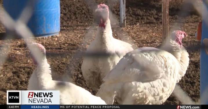 Smith Valley students prepare turkeys for Thanksgiving