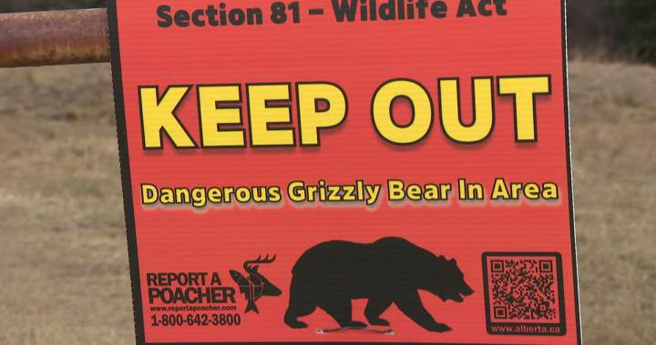 Alberta Fish and Wildlife officers search for ‘dangerous bear’ west of Calgary