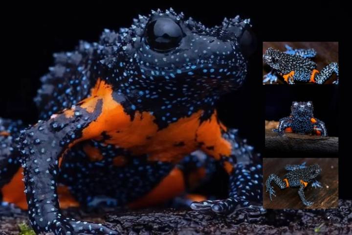 La rana galáctica: el anfibio que brilla como un cielo estrellado