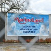 Canada's captive whales face euthanasia threat and uncertain future