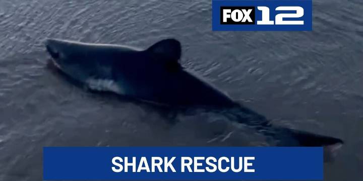 Woman rescues a beached shark in Oregon in striking video