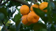 Mobile satsuma farm still recovering from January snowstorm