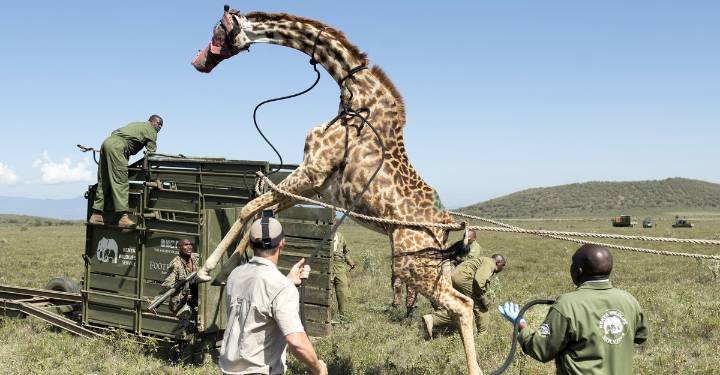 Photos of the Week: Christmas Market, Mountain Frost, Penguin Outing