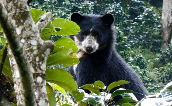 Autoridades piden proteger al oso andino avistado en Jardín, Antioquia