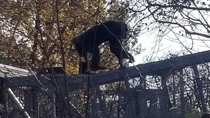 Photos: Great ape escape forces lockdown at Indiana zoo