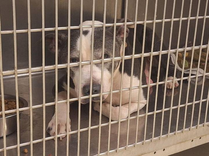 Urgent: Several Warrick County Shelter Pets in Danger of Euthanasia