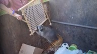 Watch: Michigan woman rescues raccoon stuck inside dumpster