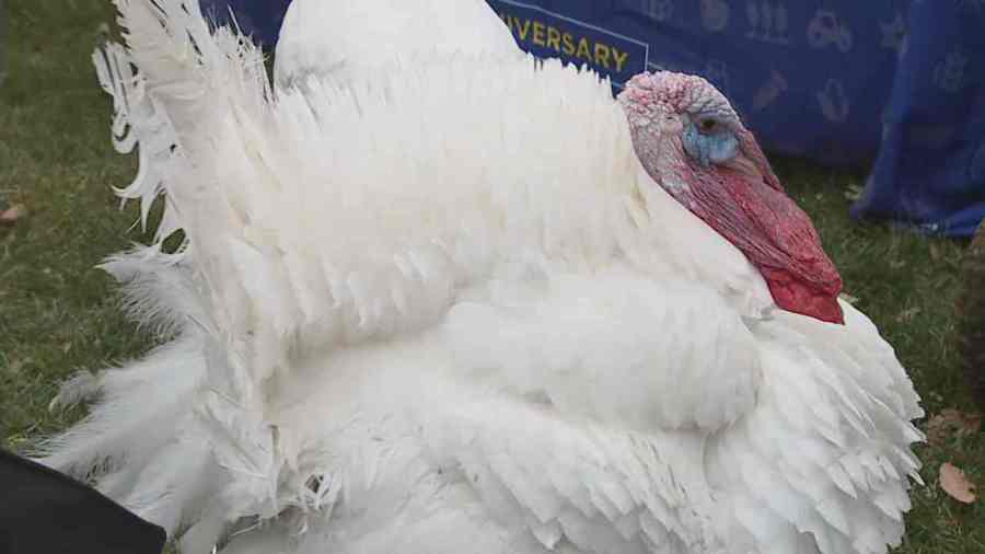 Pardoning turkeys? Colorado continues the not