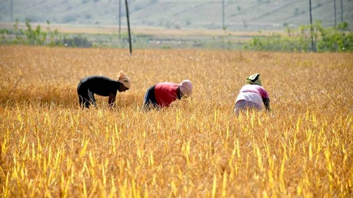 Chhattisgarh launches paddy procurement season with expanded digital oversight