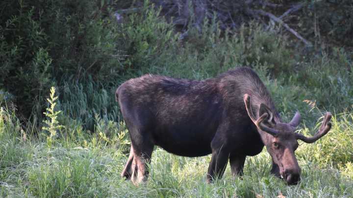 CPW investigating reported moose attack west of Boulder