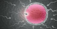 Una IA logra el primer embarazo con un hombre sin espermatozoides visibles
