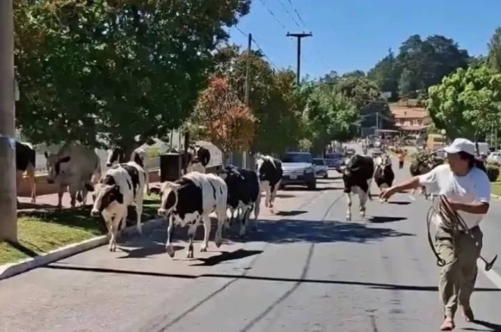 Insólito: volcó un camión y 23 vacas quedaron sueltas en la Ruta