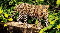 'Man-eater’ leopard behind attacks in Pune shot dead by forest sharpshooters