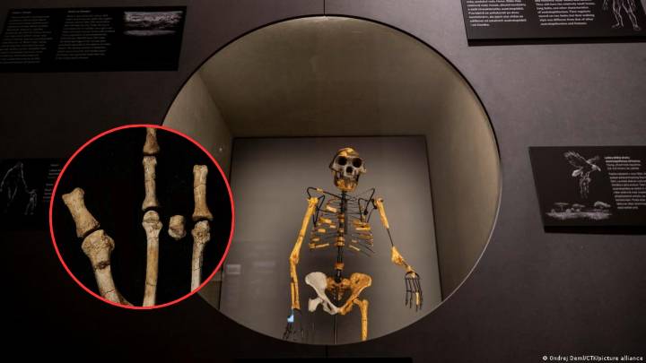 El pie que puede modificar la historia de la evolución humana, estudio científico presenta un contemporáneo de Lucy