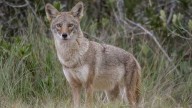 Pa. Game Commission to conduct nighttime hunts of coyotes after increased sightings in Churchill