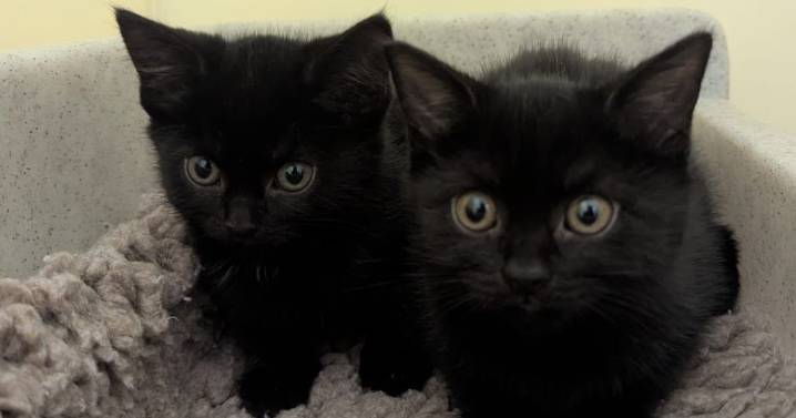 'Aggressive' pet owner abandoned kittens at Coventry RSPCA