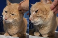 14-Year-Old Cat in Shelter as Family Moves Without Him—His Luck Changes