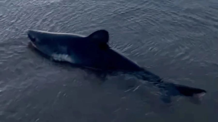 Woman rescues a beached shark in Oregon in striking video