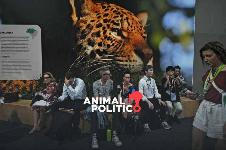 Qué es la COP30, cuál es su importancia y por qué se le ha denominado “histórica”