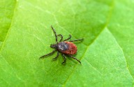 Lyme Disease ddPCR Test Detects Active Infection with Over 90% Sensitivity