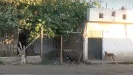 Mueren 30 Perros en Albergue de León, Guanajuato tras Presuntamente Comer Croquetas Donadas