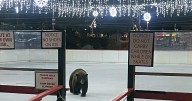 Lake Tahoe skating rink gets visit from unusual local