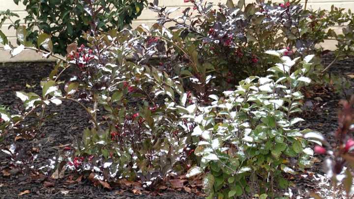 Protecting your pets during the cold weather months