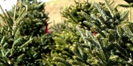 Families kick of the season at Hamill Christmas Tree Farm, carrying on a 51