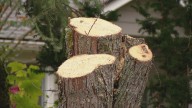 City of Lacey removes nearly 300 trees