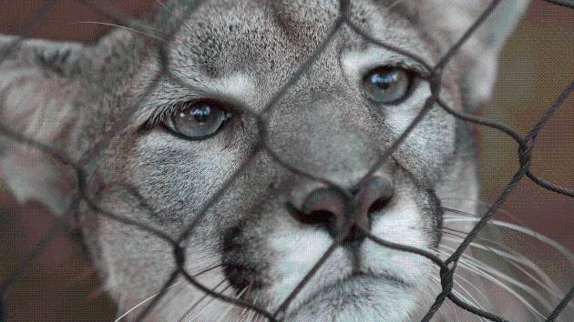 Trump administration moves to narrow the scope of the Endangered Species Act: What that means