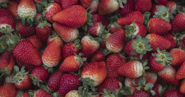 Dónde está el pujante polo de frutillas de la Patagonia: 71 productores en una pequeña región