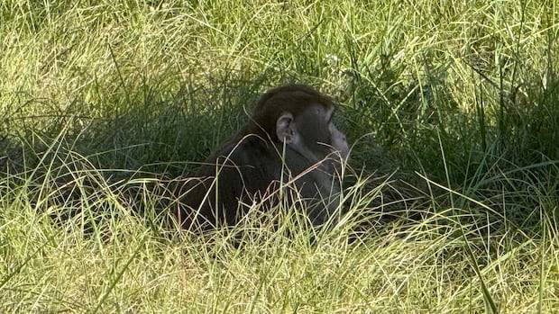 Mississippi mom feared for children's safety, fatally shot escaped monkey