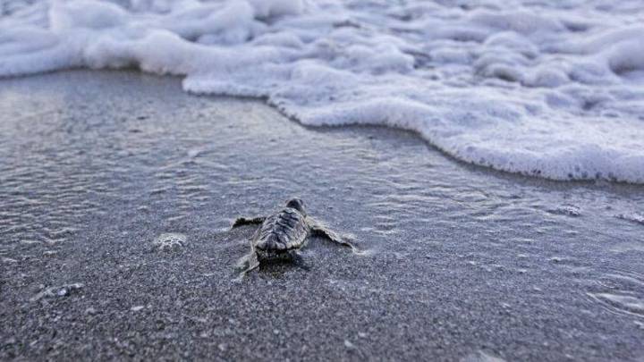 Clearwater scientists report record-breaking sea turtle nesting season