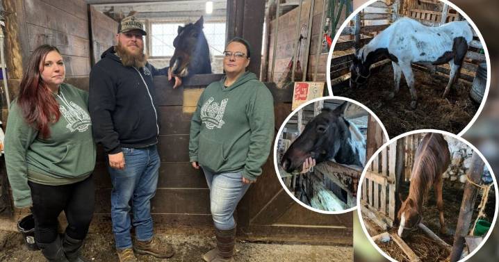 How Lucky Clover volunteers are nursing confiscated horses back to health