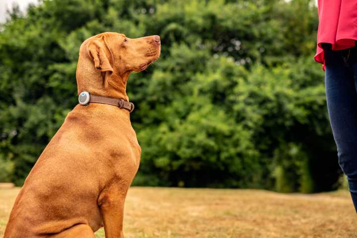 Cuidados esenciales y cómo prevenir la Diabetes Canina