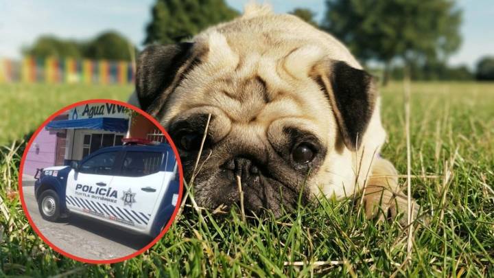 Convocan a marcha para pedir justicia por Rambo, perrito que fue lanzado de un segundo piso durante desalojo