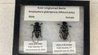 Scientists are trying to keep this invasive beetle away from Vermont