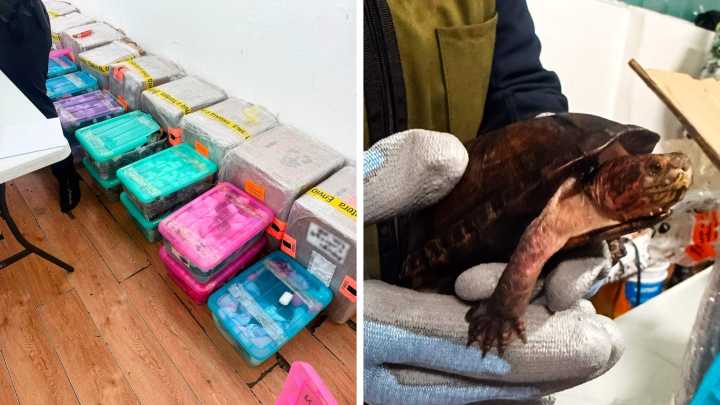 Rescatan a 774 Tortugas Transportadas en Cajas de “Cosméticos” en Aeropuerto de Tijuana