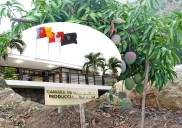 Piura: La Camco convoca mesa de diálogo por conflicto por el precio del mango