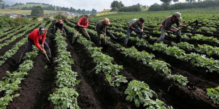 Productores tendrán alivios: Gobierno reduce a 0% el arancel de 76 insumos agropecuarios por un año