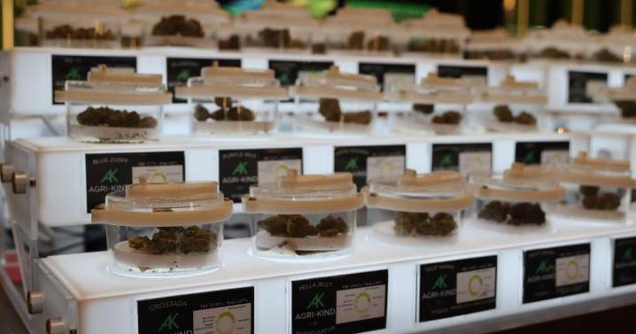 What's in the report that suggested Atlantic City cap its weed businesses?