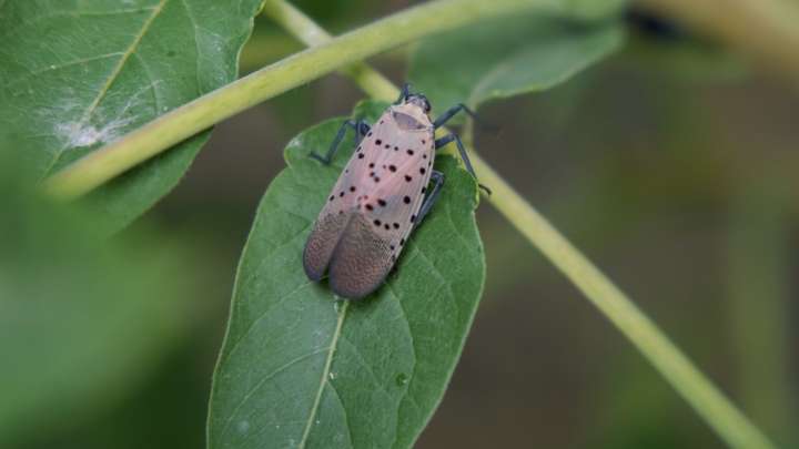 Spotted lanternflies spread in Michigan. Where they have been found