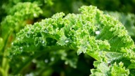 CDC Warns Consumers That Kale Is Still Disgusting