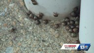 Kudzu Bug: An Invasive Pest in Alabama