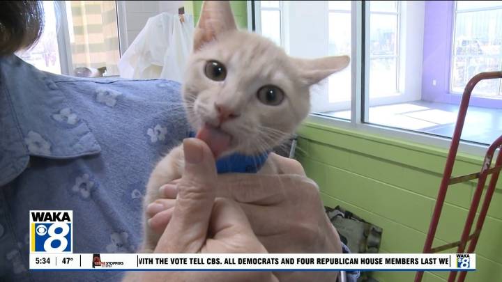 Pets of the Week: November 17