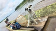 Hallan bote a la deriva en el río Ucayali: el dueño sigue perdido, pero su perrita jamás se movió del lugar