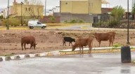 Vacas irrumpen en vivienda de Bellavista; familia ...
