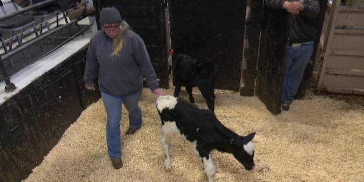 Cost of cattle rises, causing soaring beef prices